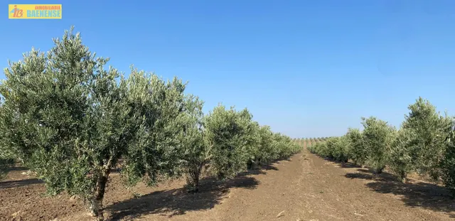 Finca de olivar de regadío — 2