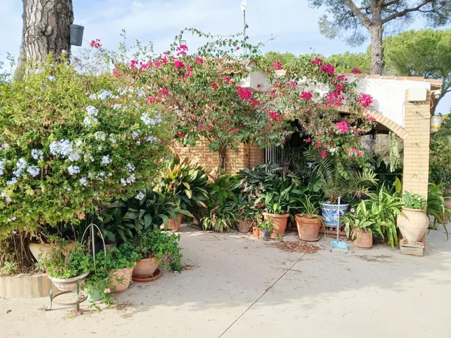 FINCA CON VIVIENDA EN BONARES (HUELVA) — 5