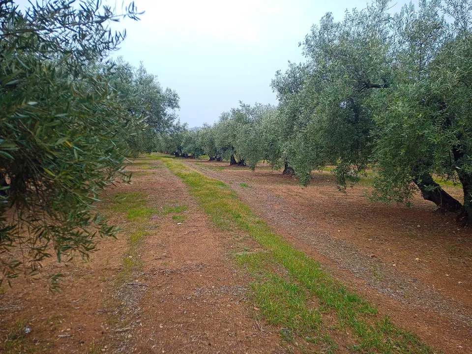 Finca en venta