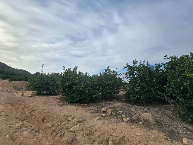 Finca rústica en Blanca | limoneros en producción y para construir vivienda — 4