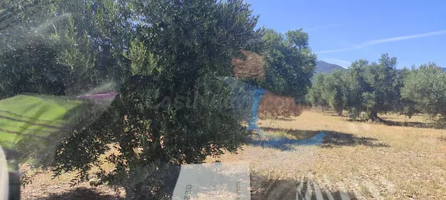 Finca rústica en venta en Cantallops – Olivos centenarios, v - foto 3