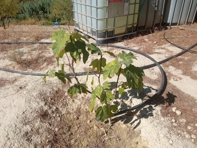 DISFRUTA DEL MONTE CON ALMENDROS, OLIVOS Y FRUTALES - foto 4