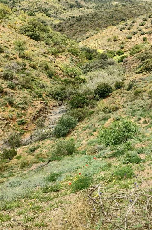 Terreno rústico de 11835 m² en Marbella para cultivo o inversión — 9
