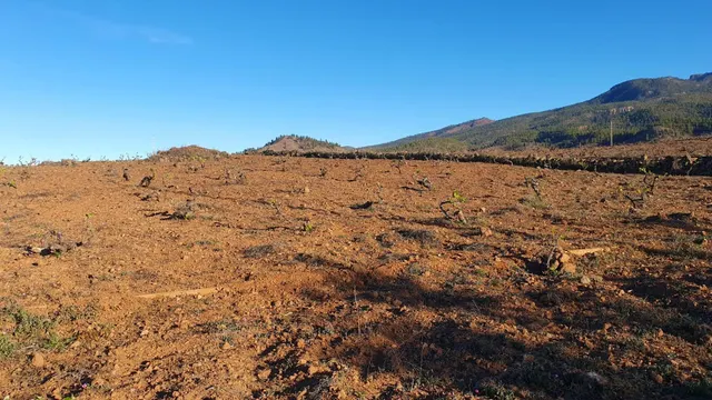 SE VENDE VIÑEDO EN VILAFLOR — 12