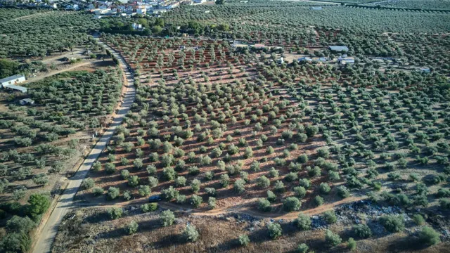 Finca rústica de 16.000 m2 junto a Almensilla. — 5