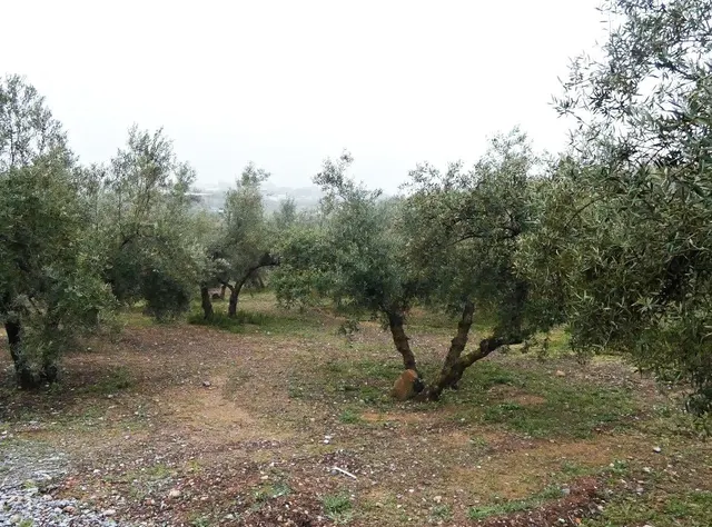 Finca rústica en Peligros – Excelente ubicación y acceso — 19