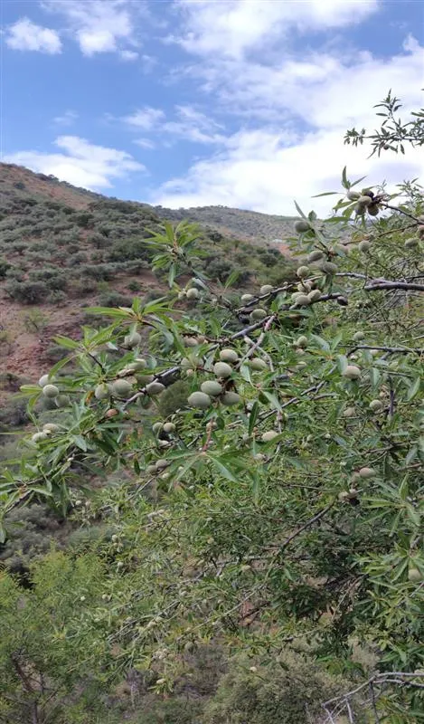 Terreno rústico de 11835 m² en Marbella para cultivo o inversión — 17
