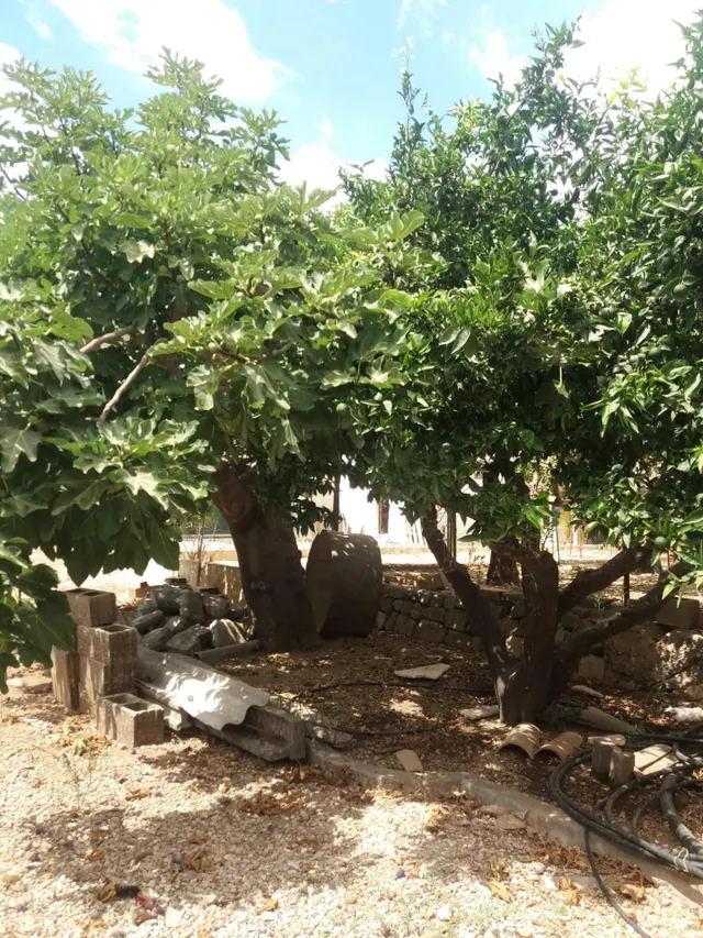 Solar en Sa Pobla — 16