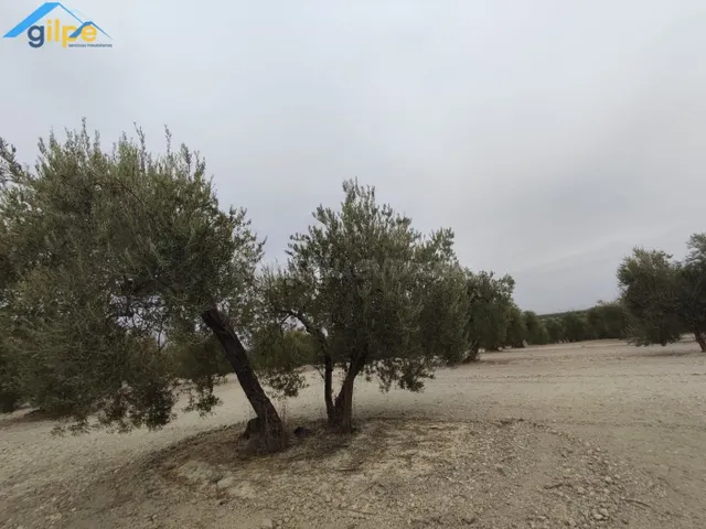 ESTUPENDA PARCELA EN EL TERMINO DE ARAHAL - foto 2