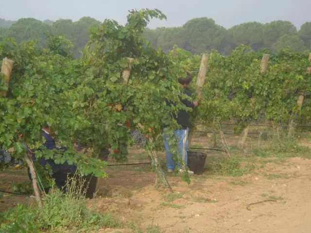 2 terrenos rústicos de uso agrario con un total de 324.946 m2 (32,49 Hectáreas) actualmente viñedos — 14