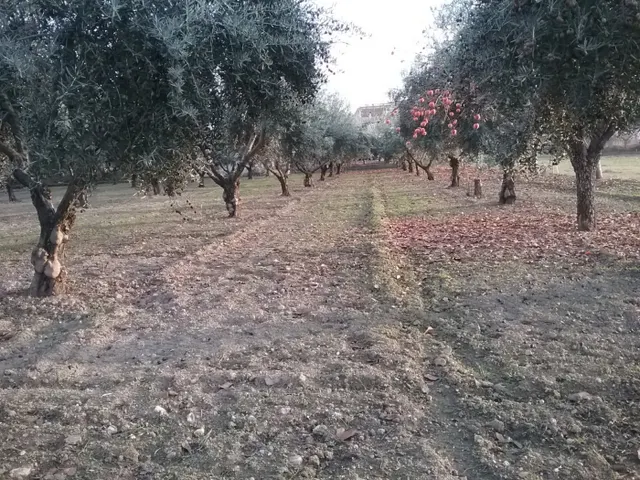 OLIVAR EN LA ZUBIA DE 3.597 M2 — 5