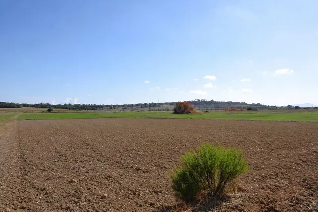 Finca rústica con vistas a la Serra de Tramuntana en Muro - foto 2