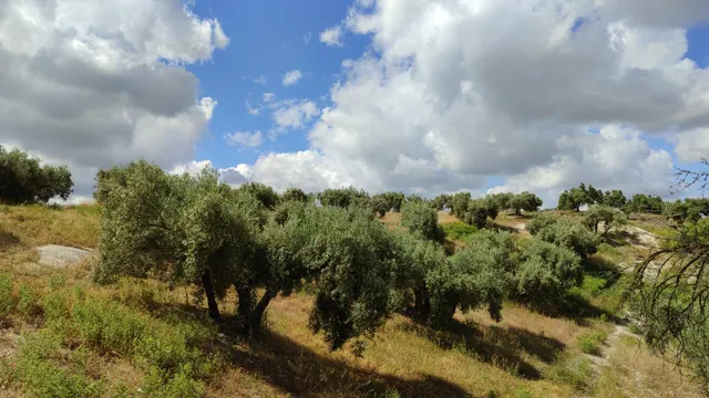 Venta de casa de campo y olivar — 7