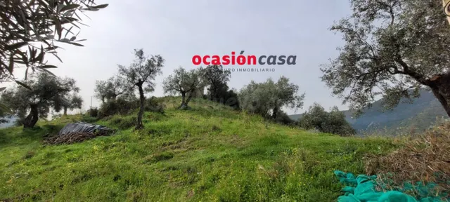 OLIVAR EN VENTA - foto 5