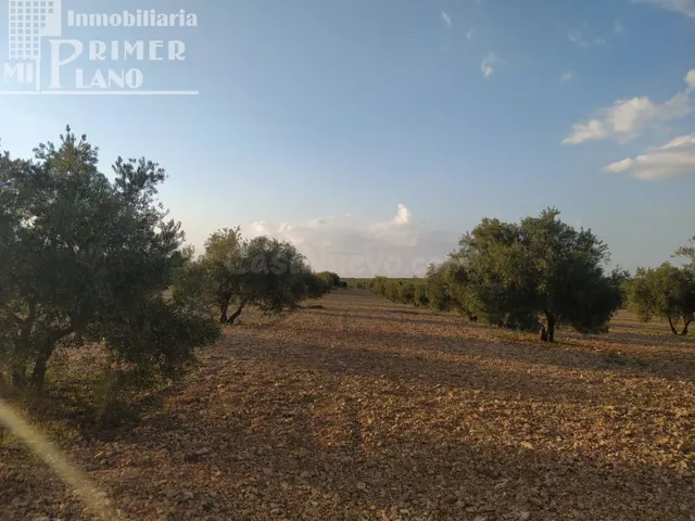 Se vende finca rustica destinada a olivo, la finca cuenta co - foto 4