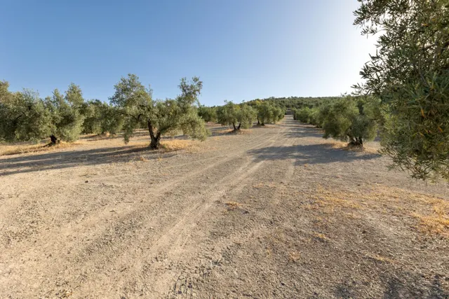 Terreno rural en venta - Alfacar — 23
