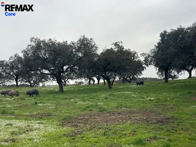 Preciosa Dehesa Extremeña - foto 3
