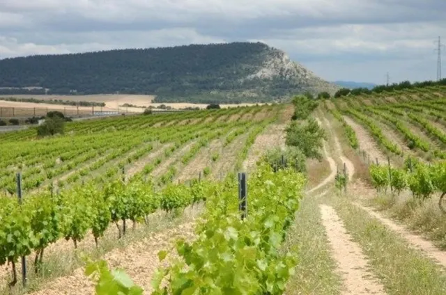 FINCA ECOLOGICA PREMIUM CON BODEGA - foto 2