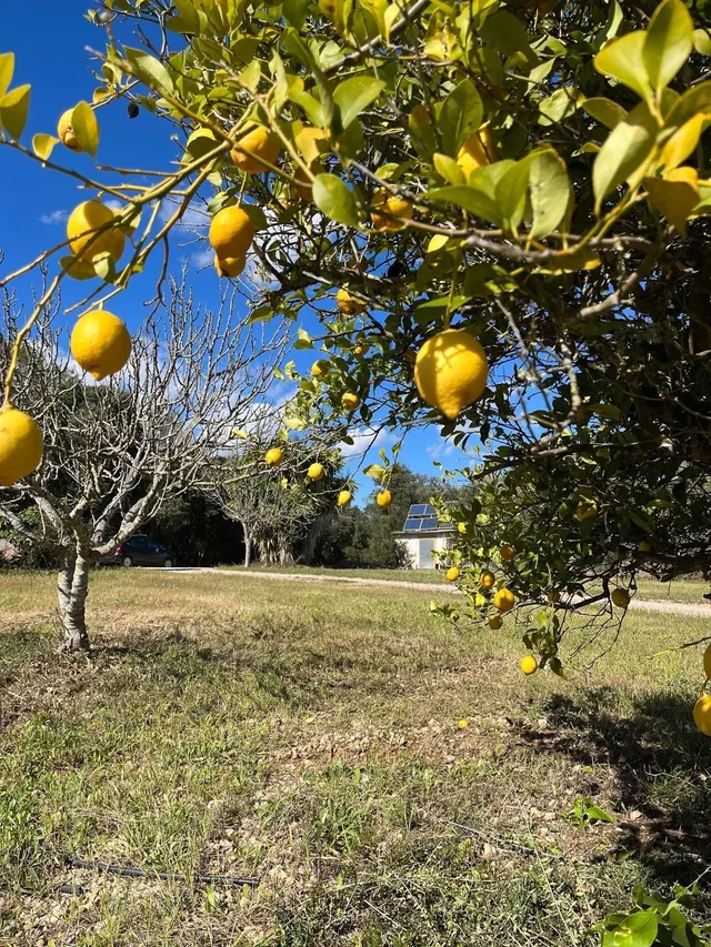 Espectacular finca rústica en alquiler en Llubí – 2.400 €/mes — 14