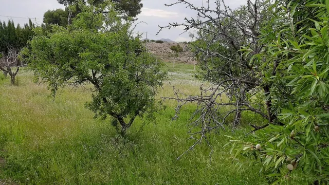 PARCELA RUSTICA EN EL REBOLLEDO — 4