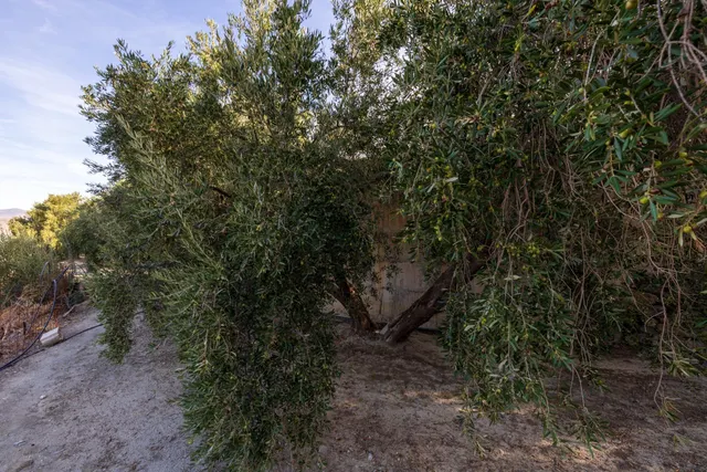 ¡Oportunidad única! Dos Fincas rústicas de mas de 15.000 m2 en total en Pinos del Valle. VENTA JUNTAS O SEPARADAS — 17