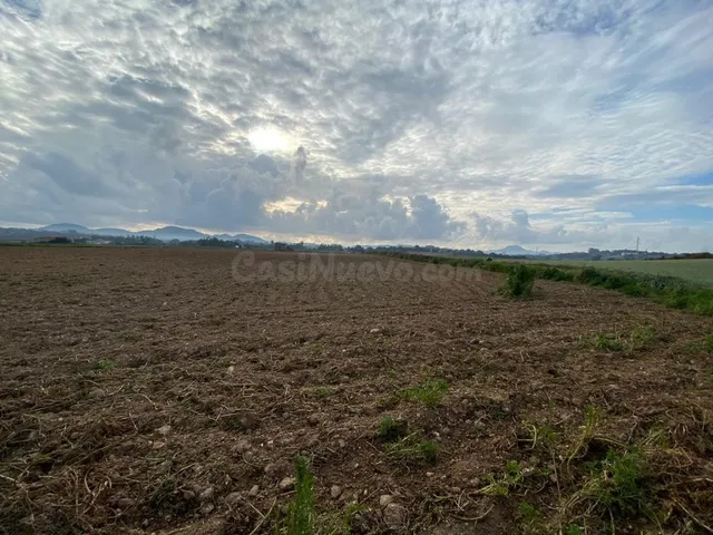 Finca rústica edificable en Manacor - foto 3