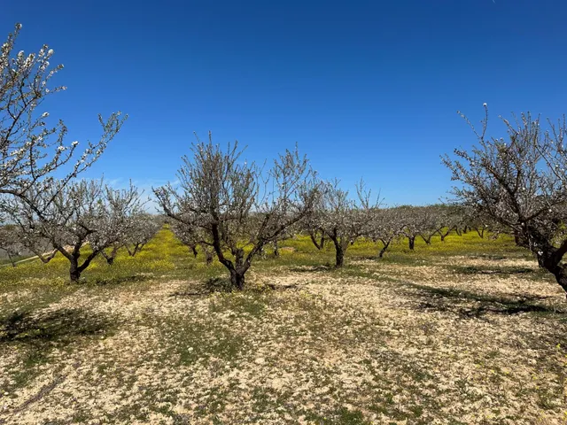VENTA DE FINCA RUSTICA DE 6,5 HECTAREAS DE ALMENDROS Y ALGUNOS OLIVOS EN DILAR — 11