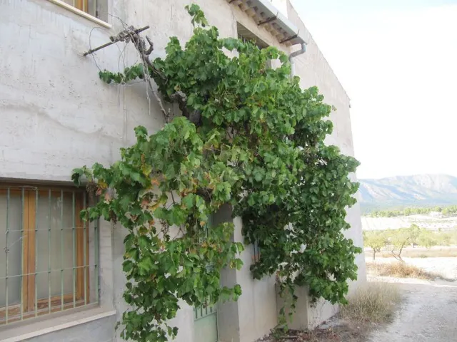 Finca rustica en Salinas con casa semireformada de 300 m2 y  - foto 2