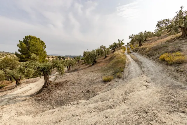 Olivar en venta - JAYENA — 27