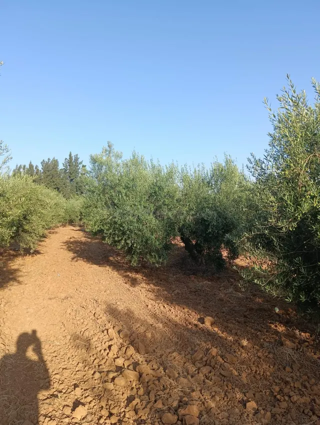 Terreno rural en venta - Centro - foto 5