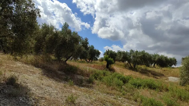 Venta de casa de campo y olivar — 6