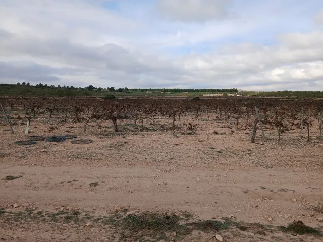 Parcela en venta - Yecla — 21