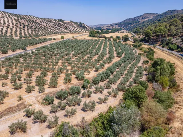 GRAN OPORTUNIDAD !!!! OLIVAR EN VENTA..... — 11