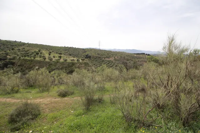 FINCA EN CORTIJO SAN JERÓNIMO (BARTODANO) — 38