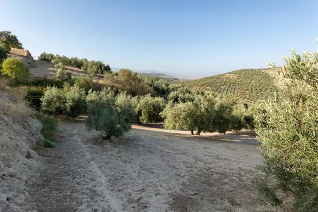 Terreno rural en venta - Alfacar — 8
