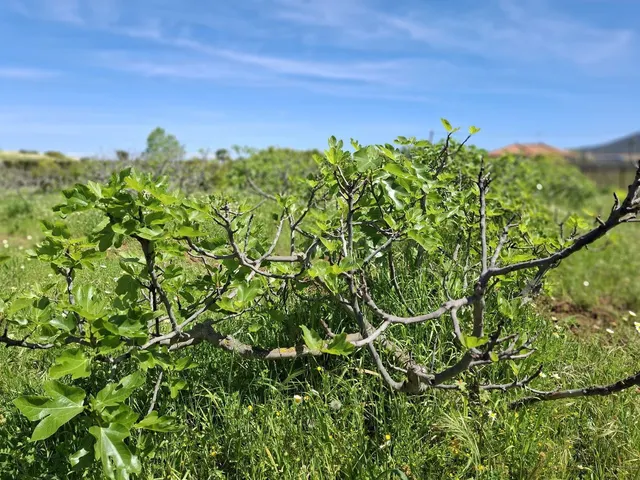 Terreno rústico de 3.413 m2 en Alhaurín de la Torre para proyectos rurales — 2
