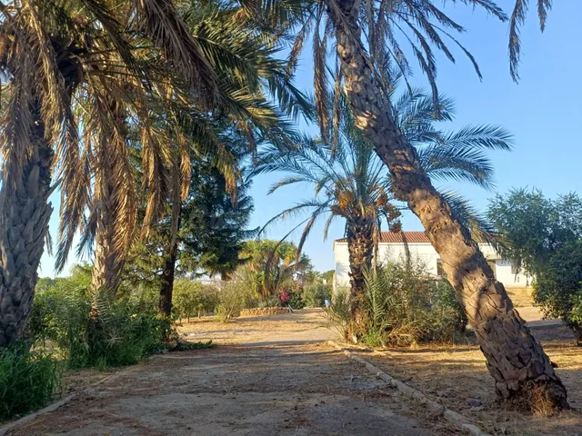FINCA RÚSTICA A 1 KM DE LA PUEBLA DEL RÍO – 3.300 m2, VIVIEN - foto 4