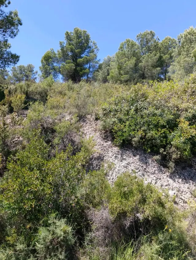 “Terreno rústico de 6.681 m2 en Cehegín – Paraje El Chaparral” — 11
