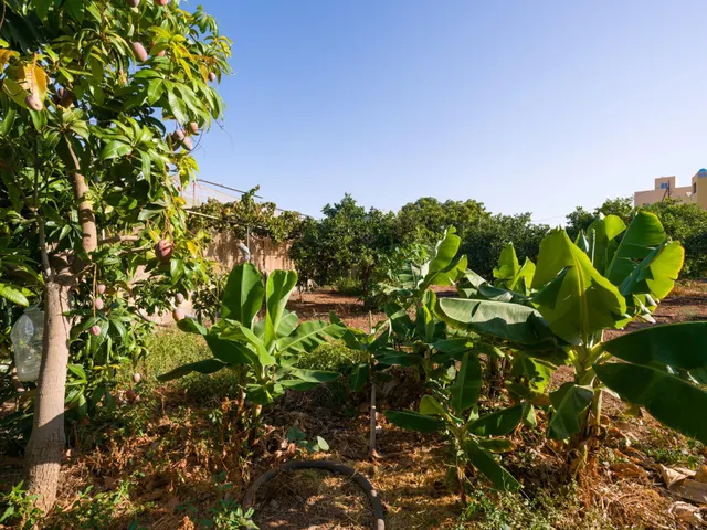 Finca rústica con amplia vivienda y azotea en Las Mejías – Ingenio, Gran Canaria — 28