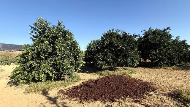 FINCA DE VIÑEDOS Y ÁRBOLES FRUTALES EN LA PALMA DEL CONDADO HUELVA — 19