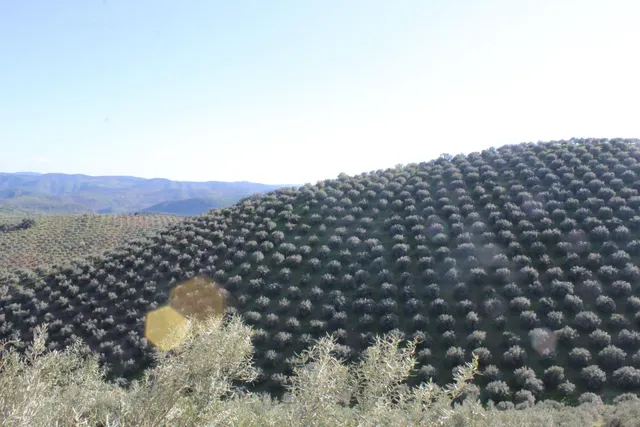 MAGNIFICO OLIVAR CON CASA, COCHERA PARA APEROS Y PISCINA ENTRE VILLAHARTA Y POZOBLANCO. — 2