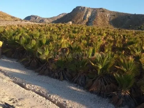 TERRENO con BALSA en Las CHinchillanas – FORTUNA (MURCIA) - foto 2