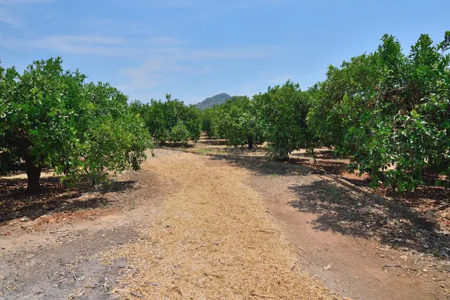 Terreno Rustico con Naranjas en Pedreguer - foto 3