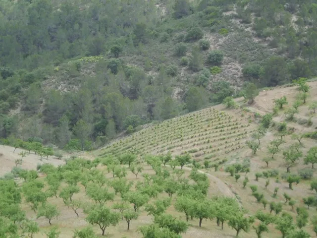 Finca Rústica, LOS GOMEZ, JARALES — 6