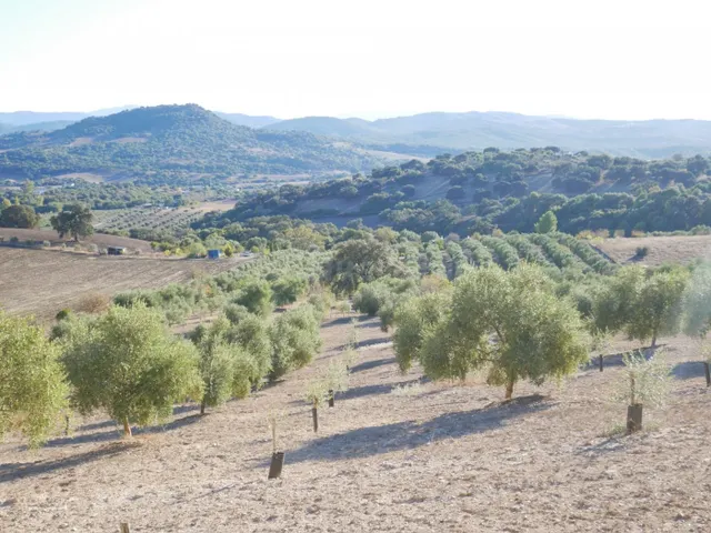 VENTA PARCELA PRADO DEL REY - foto 2