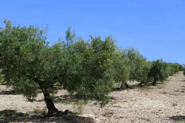 Olivar marteño a 1 pie — 7
