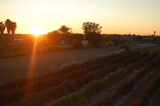 FINCA DE VIÑEDOS — 19