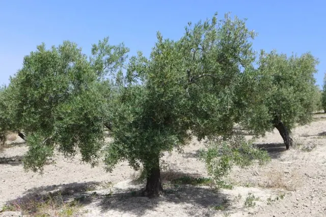 Olivar marteño a 1 pie — 2