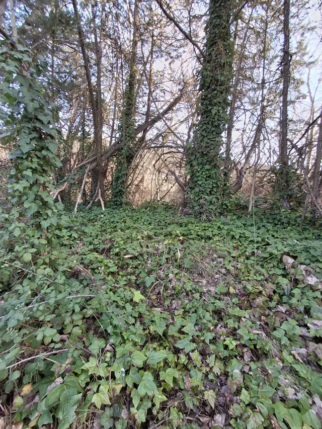 Finca con vivienda para venta — 11