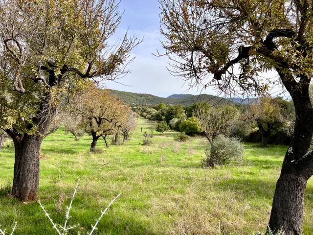 Finca rústica Campanet — 12
